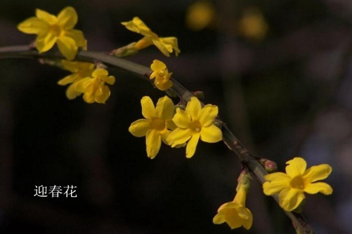 怎样区分迎春花和连翘,看图后再也不会傻傻分不清
