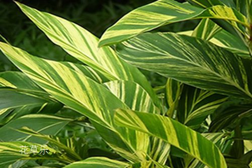 花叶良姜能吃吗?花叶良姜和良姜是一样的吗?