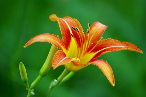 萱草图片,母亲之花萱草图片高清大图