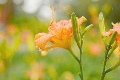 萱草图片,母亲之花萱草图片高清大图