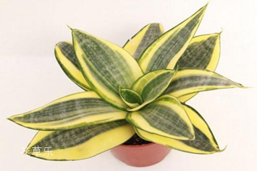 虎皮兰居然有30多个品种你知道吗?虎皮兰怎么移植